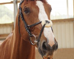 jumper Leo 552 (Oldenburg show jumper, 2007, from Lordanos)