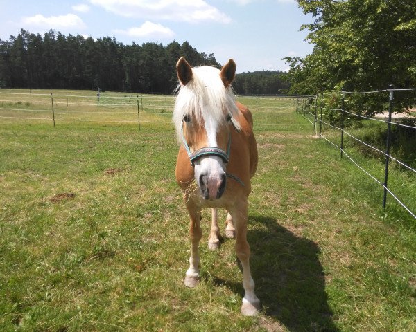 Zuchtstute Mandy (Haflinger, 1996, von Winterstern)