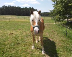 broodmare Mandy (Haflinger, 1996, from Winterstern)