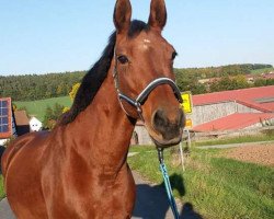 jumper Piccolina 29 (German Sport Horse, 1996, from Celvin)