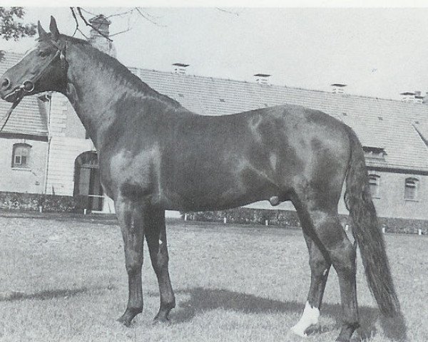 stallion Darling (Hanoverian, 1971, from Duft II)