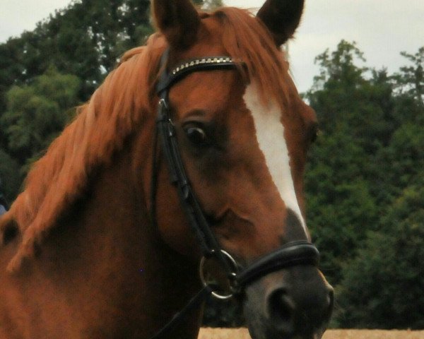 dressage horse Dubarie (German Riding Pony, 2006, from Dornik B)