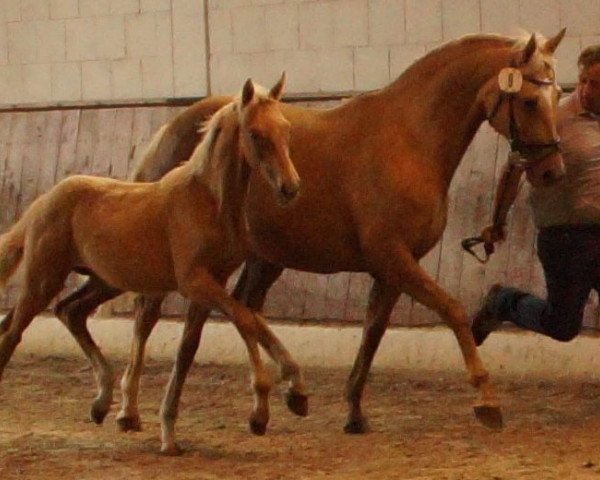 dressage horse Bensteinsee MD (German Warmblood, 2016, from Borsalino)