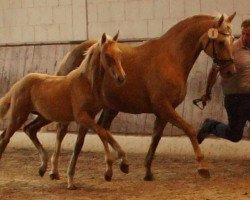 Dressurpferd Bensteinsee MD (Deutsches Reitpferd, 2016, von Borsalino)