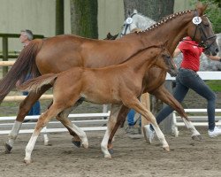 dressage horse Bourani (Westphalian, 2016, from Callaho's Benicio)