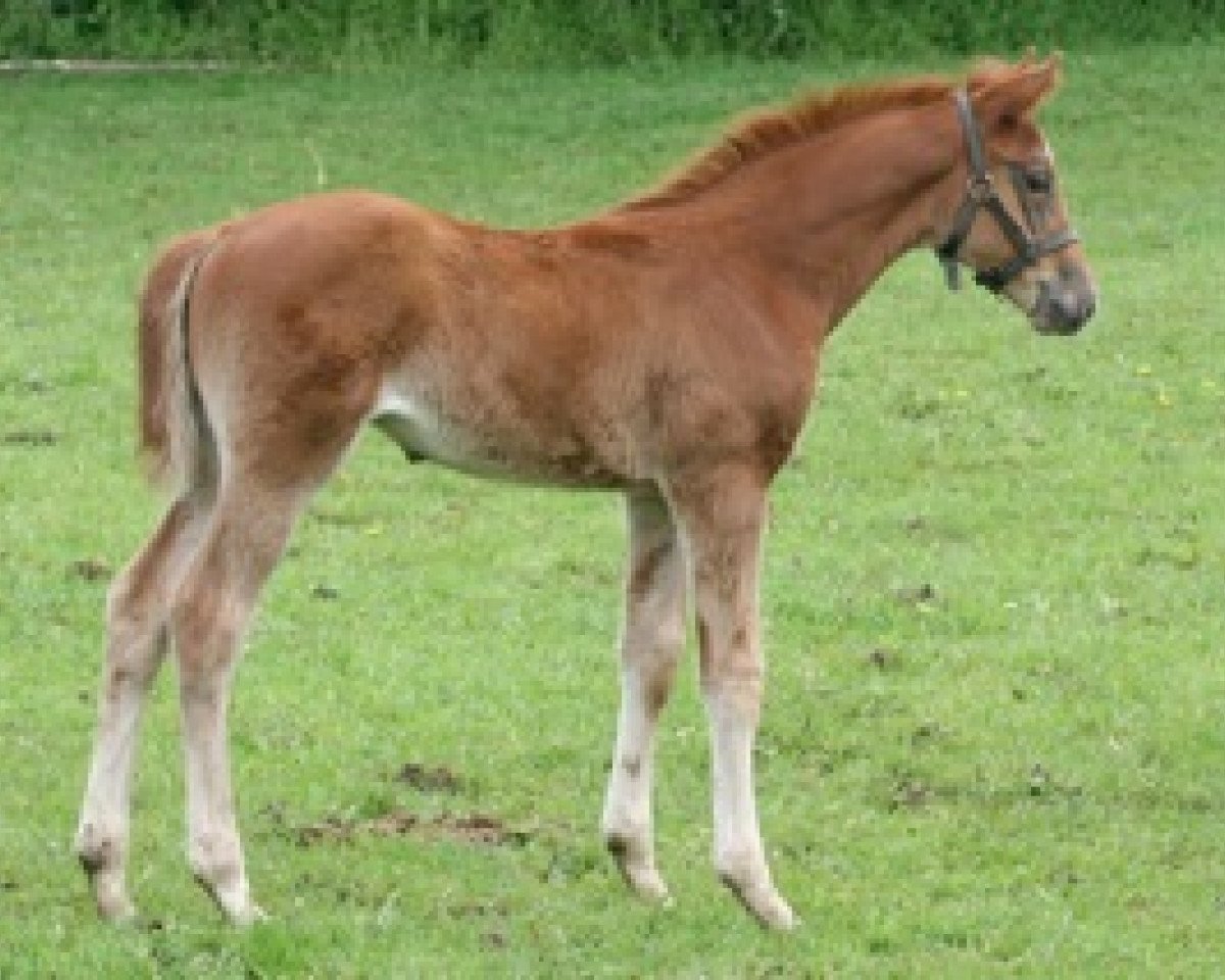 horse Caminka Mail (Selle Français, 2012, from Jaguar Mail)