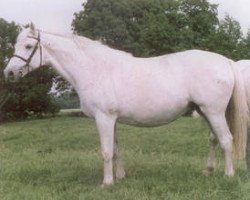 broodmare Birte (Holsteiner, 1987, from Landgraf I)