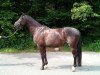 dressage horse Four Cent (Westphalian, 2009, from Fifty Cent)