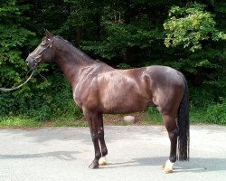 dressage horse Four Cent (Westphalian, 2009, from Fifty Cent)