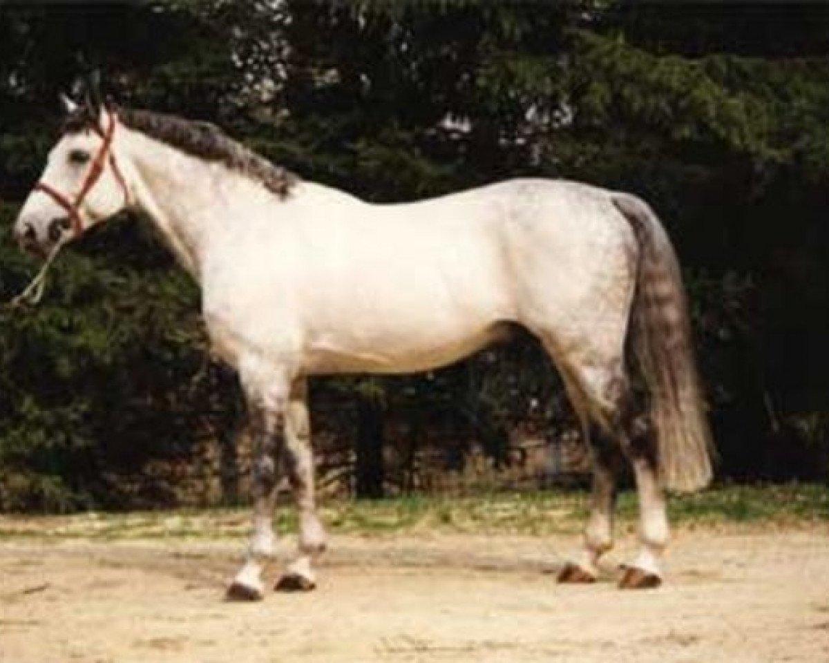 stallion Faustus Fellini (Hanoverian, 1987, from Friedericus Rex)
