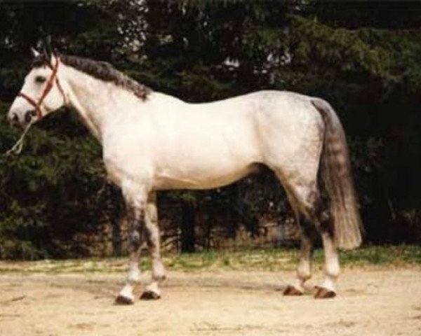 stallion Faustus Fellini (Hanoverian, 1987, from Friedericus Rex)