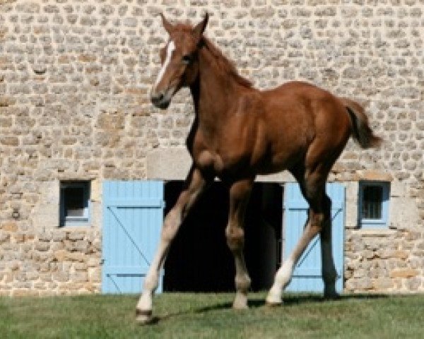 Pferd Byron Mail (Selle Français, 2011, von Jaguar Mail)