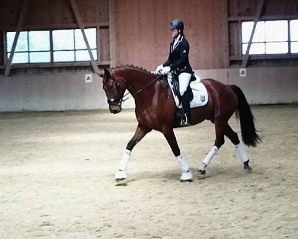 dressage horse Berny (Bavarian, 2010, from Balesteros)