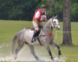 horse Bentley Mail (Selle Français, 2011, from Jaguar Mail)