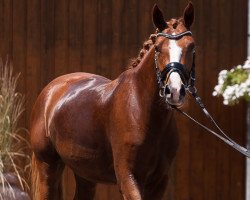 dressage horse Die Kleine Diva (German Riding Pony, 2012, from Dornik B)