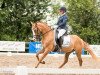 dressage horse Der Kleine Freund (German Riding Pony, 2013, from Dornik B)