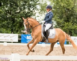 dressage horse Der Kleine Freund (German Riding Pony, 2013, from Dornik B)