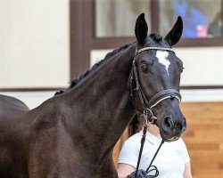 horse Gaspacho (Russisch Trakehner, 2019, from Prohor)