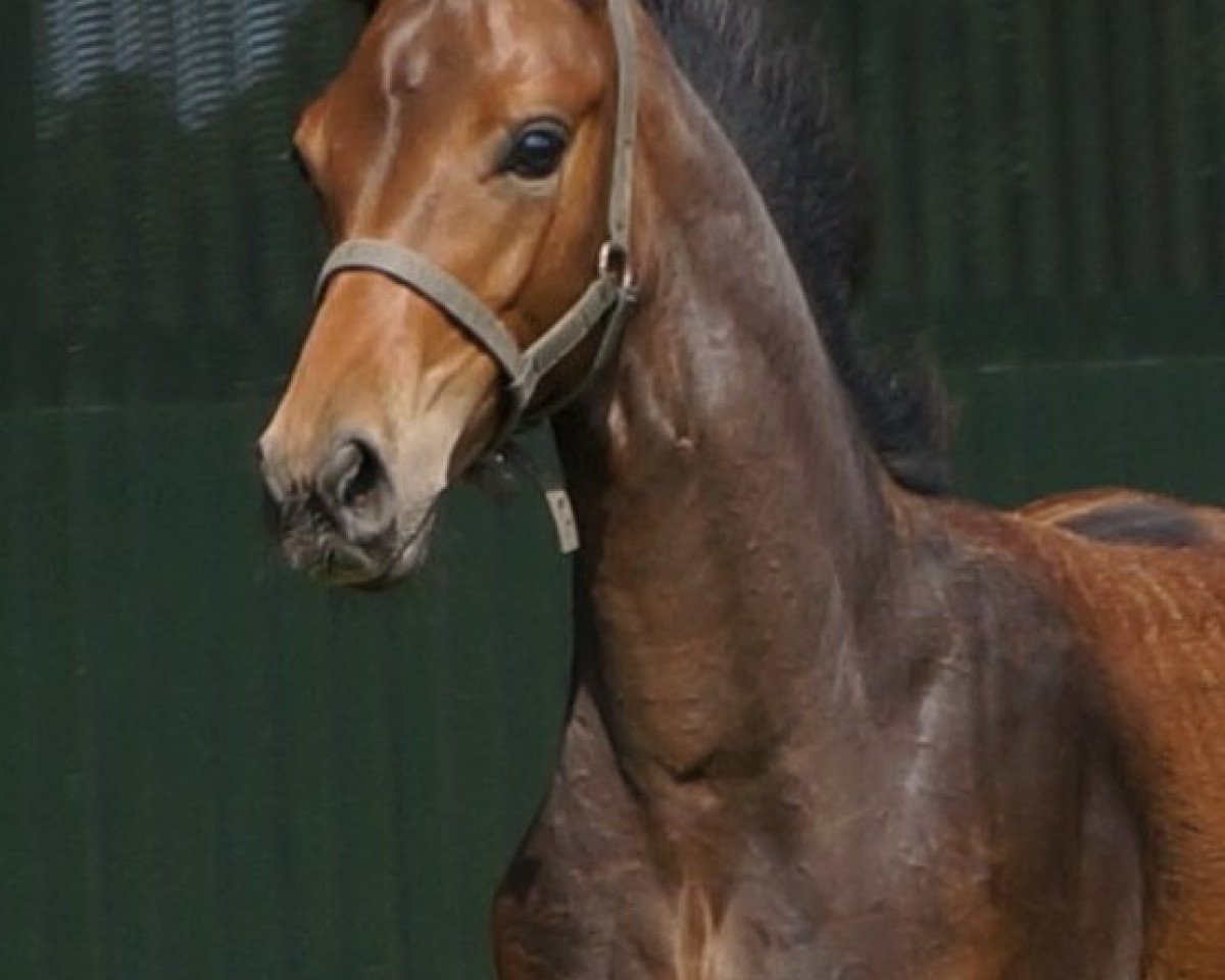 dressage horse Brighton (Hanoverian, 2016, from Buckingham)