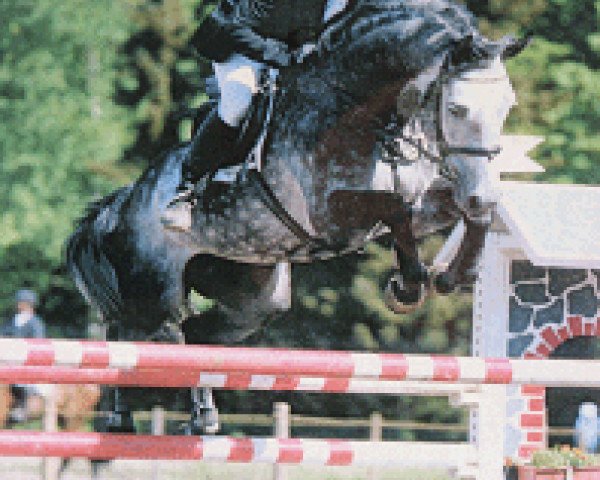 stallion Monsum (Holsteiner, 1991, from Moltke I)