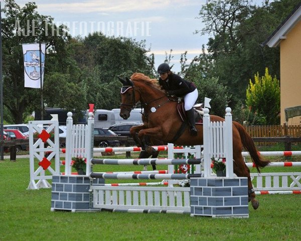 jumper Marcel de L'Oasis (Zangersheide riding horse, 2010, from Monsum)