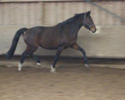 broodmare H.W.'s Sandora (Württemberger, 2002, from Sandro Hit)