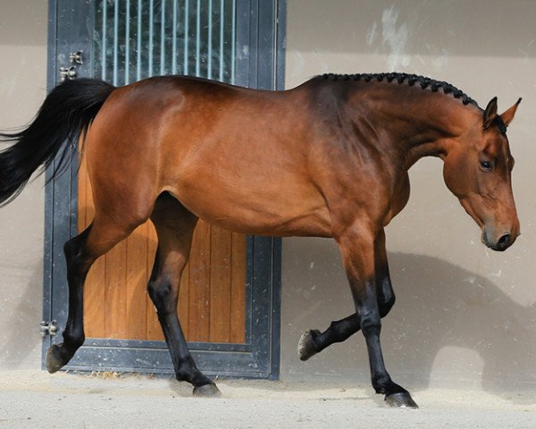 broodmare Batshina Mail (Selle Français, 2011, from Diamant de Semilly)