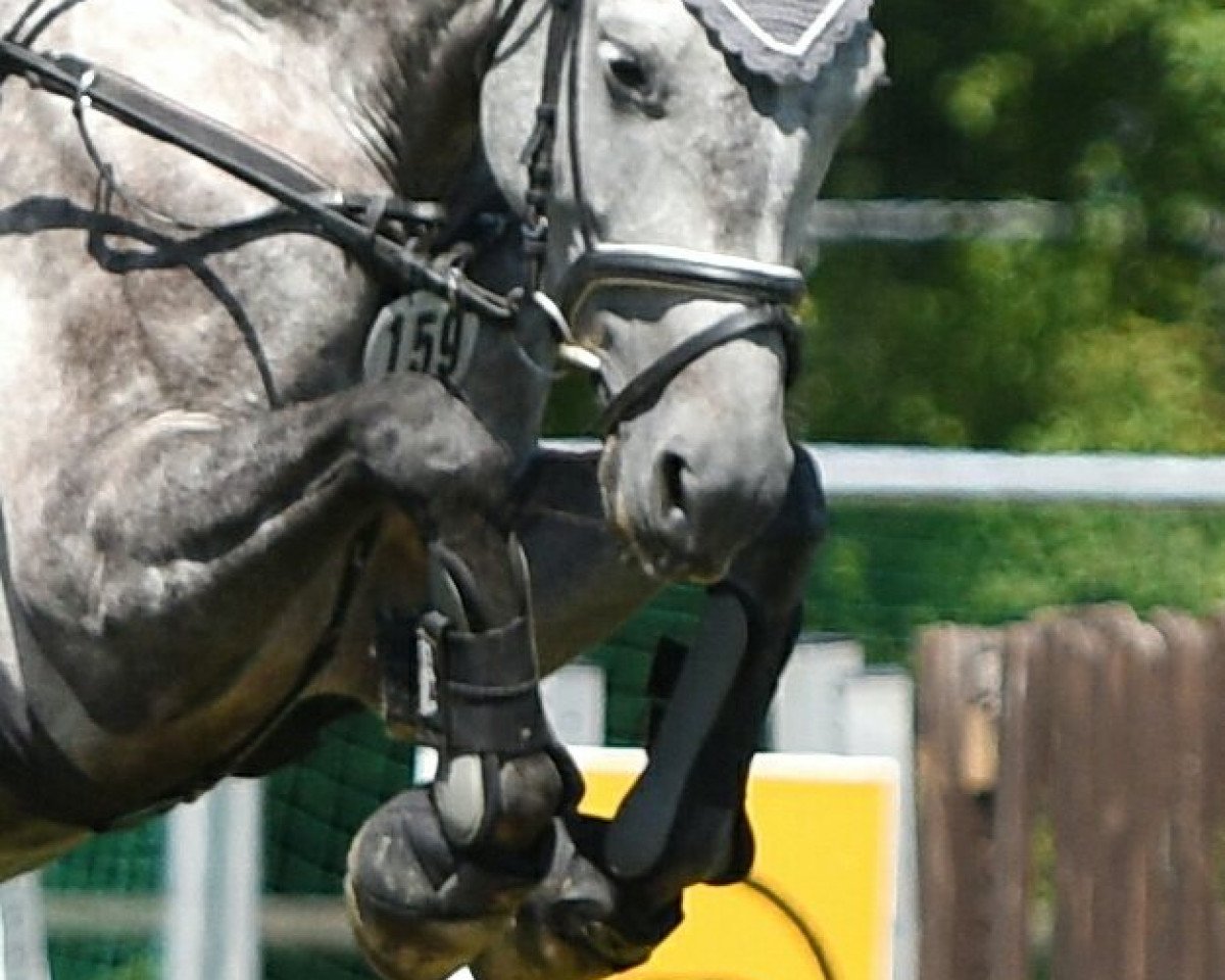 jumper Sir Shutterfly's Hilde (Hanoverian, 2009, from Sir Shutterfly)