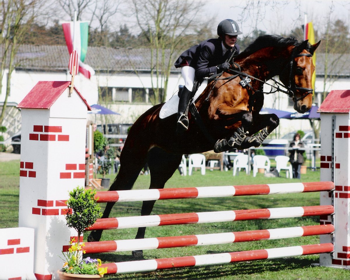 Springpferd Ludwig H.-P. (Westfale, 2001, von Lancer III)