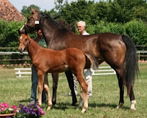 broodmare Delia Mail (Selle Français, 2013, from Utrillo van de Heffinck)