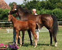 broodmare Delia Mail (Selle Français, 2013, from Utrillo van de Heffinck)