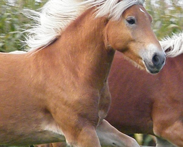 dressage horse Naranjo STO (Haflinger, 2011, from Ninjo)