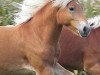 dressage horse Naranjo STO (Haflinger, 2011, from Ninjo)