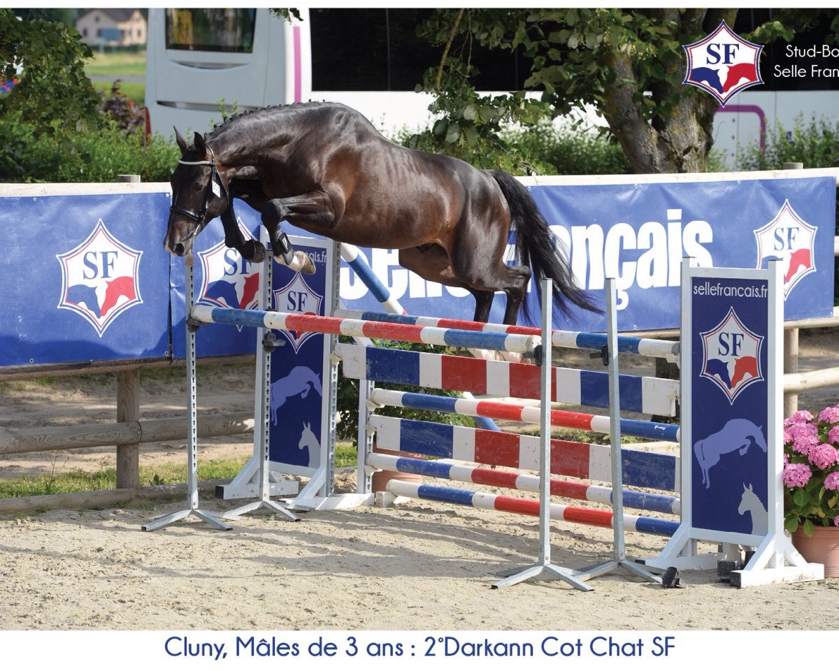 jumper Darkann Cot Chat (Selle Français, 2013, from Air Jordan Z)