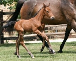 broodmare Basha Mail (Selle Français, 2011, from Quality Touch Z)