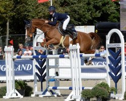 jumper Zabrino (KWPN (Royal Dutch Sporthorse), 2004, from Perion)