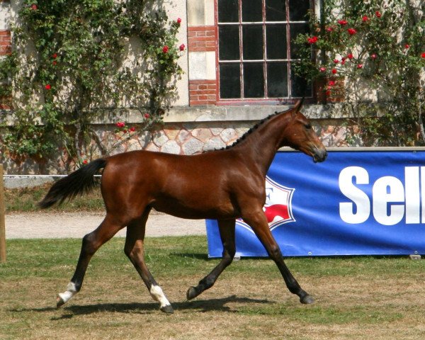 Springpferd Gina Mail (Selle Français, 2016, von Singular Ls La Silla)