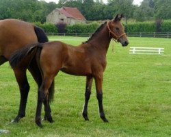 broodmare Capri Mail (Selle Français, 2012, from Con Air)