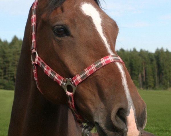 Pferd Amadeus 765 (Ungarisches Warmblut, 2002, von Amati)