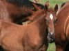 broodmare Ulena Imperio Egipcio (Selle Français, 2008, from Quidam de Revel)