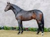 stallion Belstaff (German Riding Pony, 2005, from Burlington S)