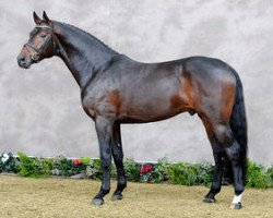 stallion Belstaff (German Riding Pony, 2005, from Burlington S)