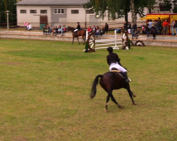Reitturnier Altmittweida 2019