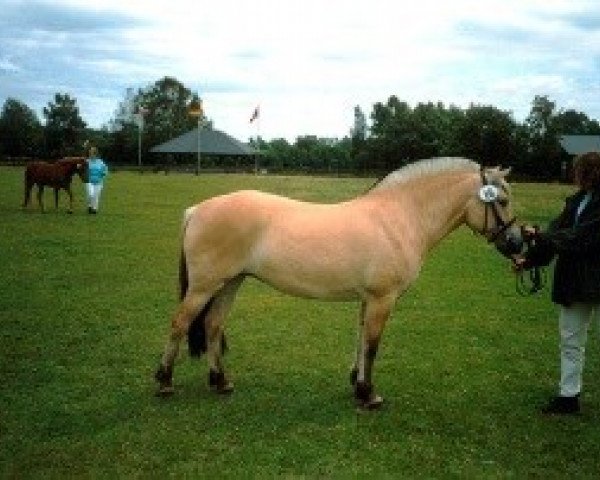 Zuchtstute Paloma Baroness (Fjordpferd, 1996, von Roni Baron)