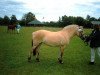 broodmare Paloma Baroness (Fjord Horse, 1996, from Roni Baron)