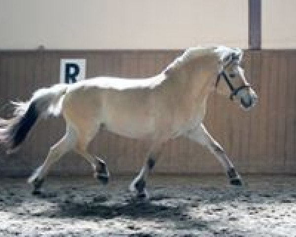 broodmare Paardje (Fjord Horse, 2006, from Fjølestaen N.2681)