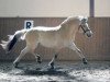 broodmare Paardje (Fjord Horse, 2006, from Fjølestaen N.2681)