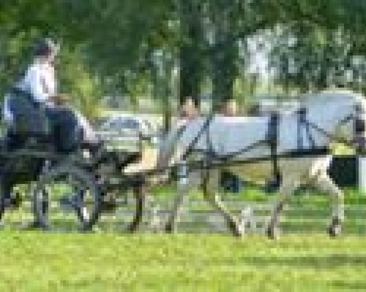 Zuchtstute Perlemor (Fjordpferd, 2008, von Østerskov's Gulliver)