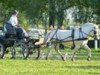 broodmare Perlemor (Fjord Horse, 2008, from Østerskov's Gulliver)