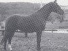 stallion Weingold (Hanoverian, 1979, from Wirbelwind)